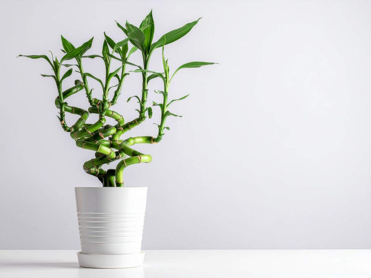 bambù della fortuna